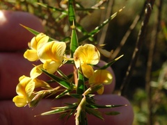 Aspalathus alpestris