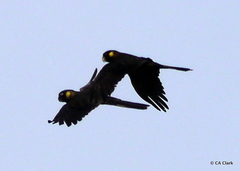 Zanda funerea xanthanota