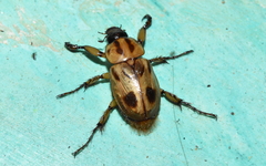 Cyclocephala stictica