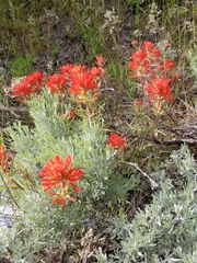 Castilleja chromosa