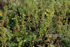 Ambrosiinae