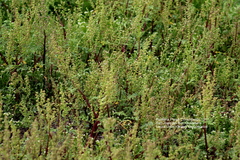 Ambrosiinae