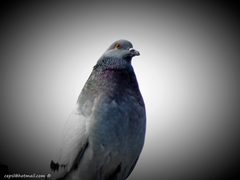 Columba livia