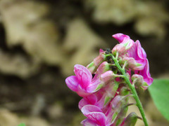 Lathyrus venetus