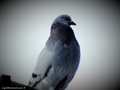 Columba livia
