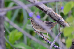 Locustella lanceolata