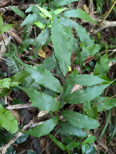 Thelypteris liukiuensis iNat (1)