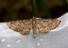 Eupithecia tripunctaria