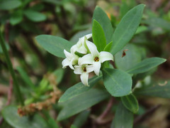 Daphne oleoides oleoides