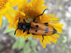 Mylabris quadripunctata