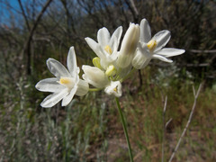 Dipterostemon capitatus pauciflorus