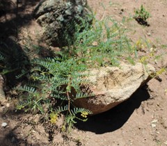 Astragalus douglasii parishii