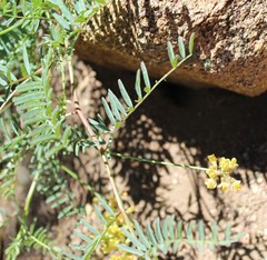 Astragalus douglasii parishii