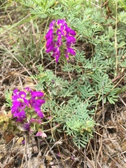 Dalea lasiathera