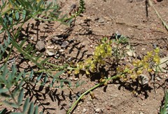 Astragalus douglasii parishii