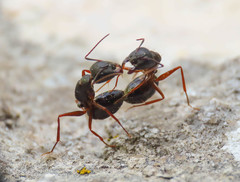 Camponotus aethiops