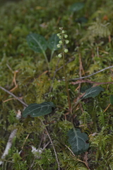 Pyrola picta