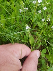 Veronica serpyllifolia serpyllifolia