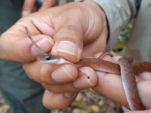 Velvety Swamp Snake