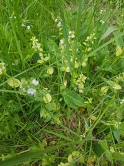 Veronica serpyllifolia serpyllifolia