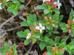 Daphne oleoides oleoides