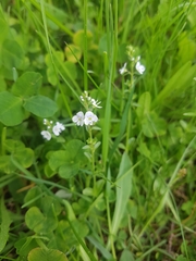 Veronica serpyllifolia serpyllifolia