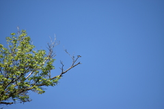 Tachycineta bicolor