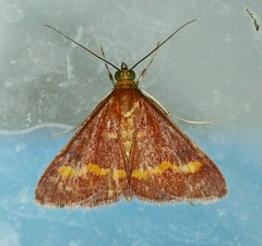 Pyrausta pseuderosnealis