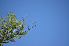 Tachycineta bicolor