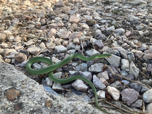 Smooth Green Snake