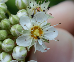 Iteaphila