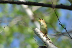 Locustella lanceolata