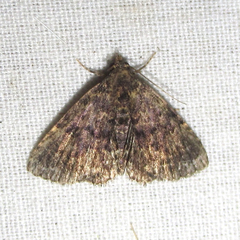 Metalectra miserulata