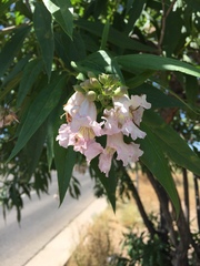 × chitalpa tashkentensis