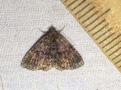 Metalectra miserulata