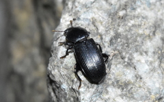 Phrenapatinae