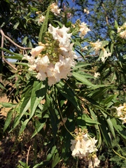 × chitalpa tashkentensis