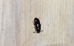 Pharaxonotha