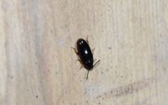 Pharaxonotha