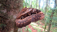 Caligo beltrao