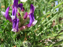 Astragalus vesicarius