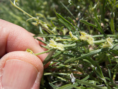 Pectocarya platycarpa