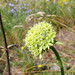 Saponaria bellidifolia - Photo 由 Emanuele Santarelli 所上傳的 (c) Emanuele Santarelli，保留部份權利CC BY-SA