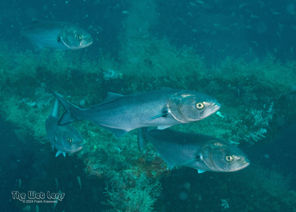 Bluefish