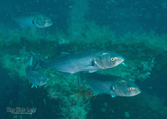 Bluefish photo 1