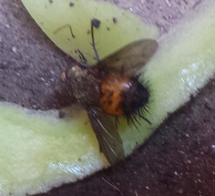 Protodejeania echinata