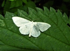 Scopula floslactata