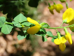 Cytisophyllum sessilifolium
