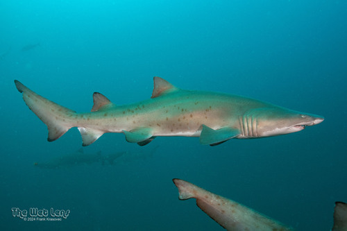Sand Tiger Shark, photo 4 of 9