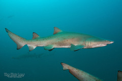 Sand Tiger Shark photo 4